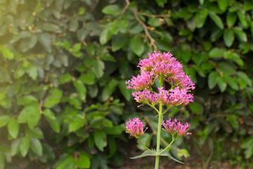 Red Valerian (Centranthus ruber) flower in bloom on a green ivy blurred background with negative space and sunlight coming from the left