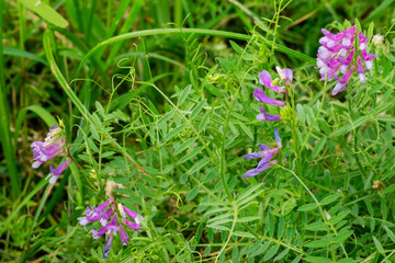 Hairy Vetch (Vicia Villiosa) flowers in bloom with green blurred background and negative space