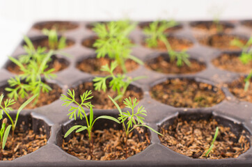 Carrots (daucus carota) seedlings in a germinate tray