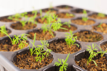 Carrots (daucus carota) seedlings in a germinate tray