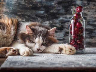 Fluffy cat sleeping on the table near the bottle with cherries