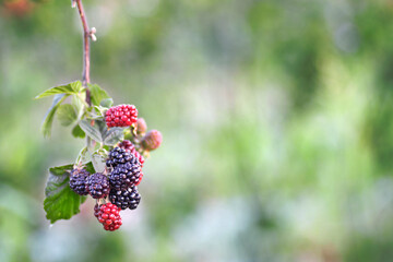 Bunch of ripe and unripe blackberries on a branch on a green blurred background with negative space
