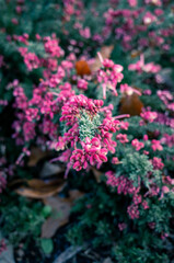 Obraz premium pink flowers in the garden
