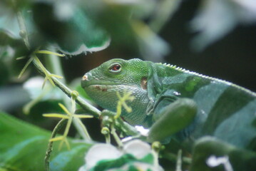 Fiji Banded Iguana