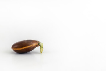 Perssimon (Disopyros Kaki) seed getting to germinate isolated in white background with copy space