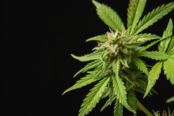 Cannabis buds close-up on a dark background. A mature marijuana bush. With copy space