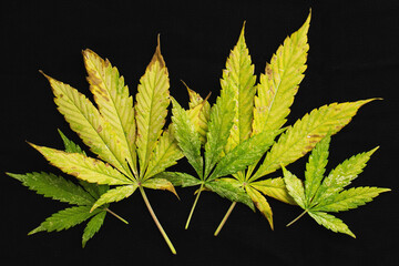 background of of incomplete marijuana leaves and sick with characteristics edge of the leaf that burns or rust - obrazy, fototapety, plakaty