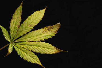 copy space background of of incomplete marijuana leaves and sick with characteristics edge of the leaf that burns or rust - obrazy, fototapety, plakaty