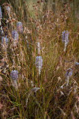 Pink wildflowers of the Australian desert