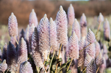 Soft purple wildflowers. Australia Northern territory desert
