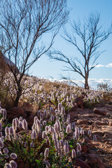 Desert wildflowers growing under the blue sky's of the Northern Territory desert, Australia 