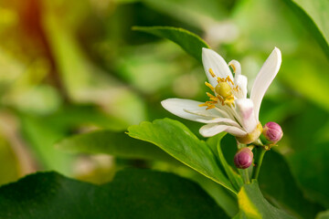 Lemon flower in bloom with green blurred background with copy space and sunlight coming from the left
