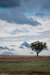 Grey clouds gather over a rural paddock in NSW Australia.