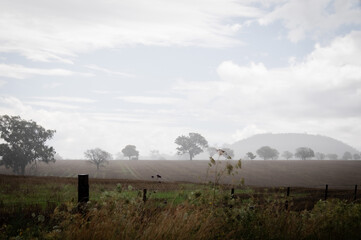 Summer rains turn  the horizon black & white in Paddock in rural NSW Australia.