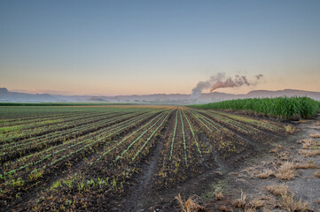 Smoke pours from the Sugar Cane mill as the sun begins to rise in Northern NSW, with the freshly plowed rows of sugar cane planted in foreground. Murwillumbah, Australia