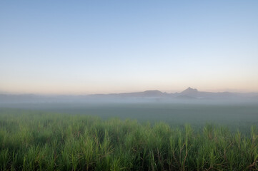 Mount Warning poking through the morning dew over the sugar cane in Murwillumbah NSW Australia.