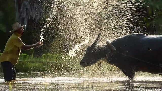 Farmer and buffalo in rice field Thailand
