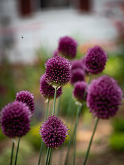 Macro Purple Plant