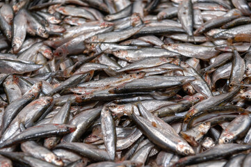 Sea sprat close up. Sprat is scattered over the surface.