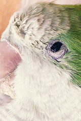 Parakeet plumage, peak and eye, close up macro photography.