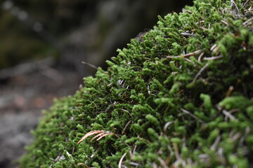 shag moss