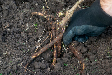 Hop (Humulus Lupulus) roots system being pull out by farmer in a cultivation field