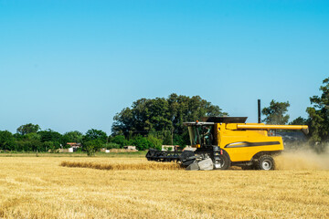 Harvester machine harvesting Wheat in Pampa region in Argentina