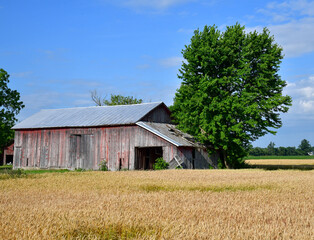 Obraz premium Weathered old farm barn 