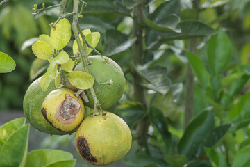 fruit on a tree that has started to rot