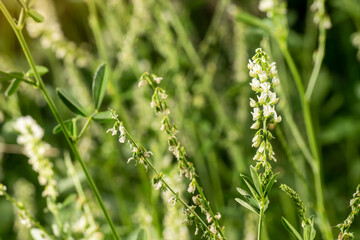 Melilotus Alba, flowers in bloom with green blurred background and sunlight coming from the left