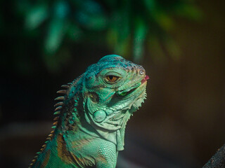 portrait of a green iguana