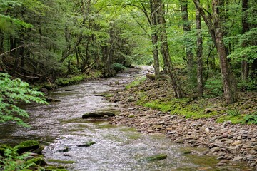 Forest Stream in Summer