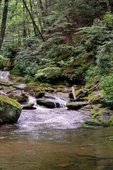 Forest Stream in Summer