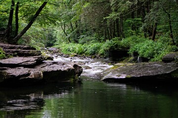 Forest Stream in Summer