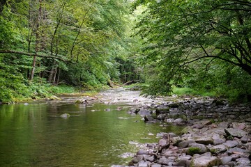 Forest Stream in Summer
