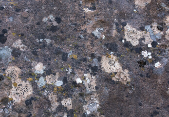 Moldy rock texture. Stone texture and background. Formations of rocks.