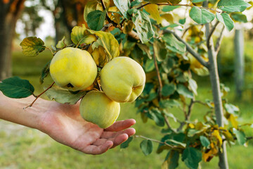 Membrillo (Quince fruit) (Cydonia Oblonga) fruits ready to harvest. Man hand reaching Quince fruit to harvest it and made jam. With copy space and sunlight coming from the right.