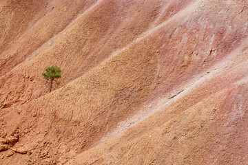 Bryce Canyon National Park, Utah USA. Lonely tree at Bryce Canyon. Formations of rocks, backgrounds patterns and textures.