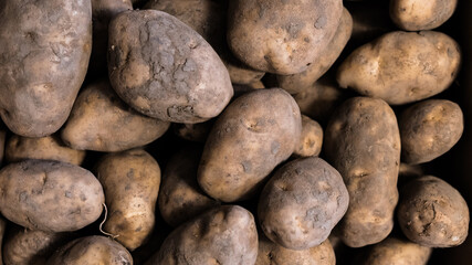 Pile of fresh raw organic grown potatoes close up background. Dirty potato spuds harvested from the ground and sold
