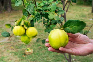 Membrillo (Quince fruit) (Cydonia Oblonga) fruits ready to harvest. Man hand reaching Quince fruit to harvest it and made jam. 