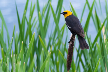 Male Yellow-headed Blackbird (Xanthocephalus xanthocephalus) perching on cattails in wetland habitat wildlife and nature background
