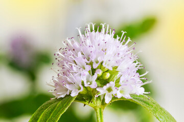 Peppermint inflorescence with flowers in bloom with negative space and green blurred background. Close up macro view.