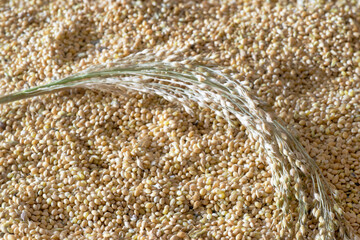 Proso millet (Panicum miliaceum). A lot of seeds with a millet spike - obrazy, fototapety, plakaty