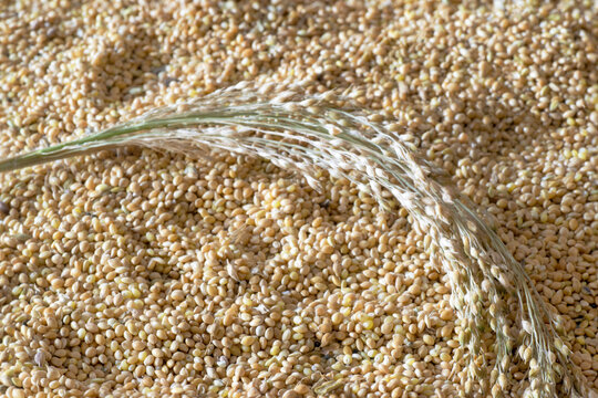 Proso millet (Panicum miliaceum). A lot of seeds with a millet spike