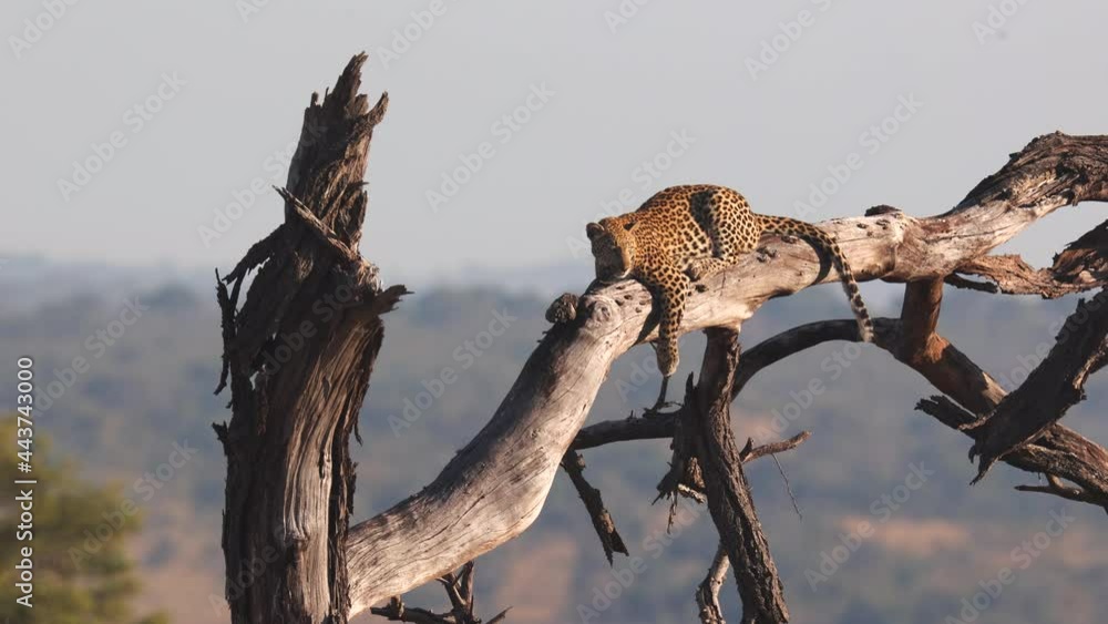 Poster resting leopard enjoys view from high dry tree branch in golden light