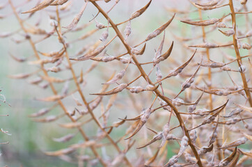 Ripe mustard plant seeds ready to harvest