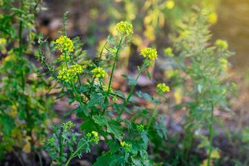 Mustard (sinapsis alba) plant in flowering in a cultivation field with negative space and sunlight coming from the right