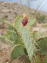cactus fruit