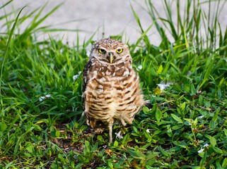 Burrowing owl standing on one leg