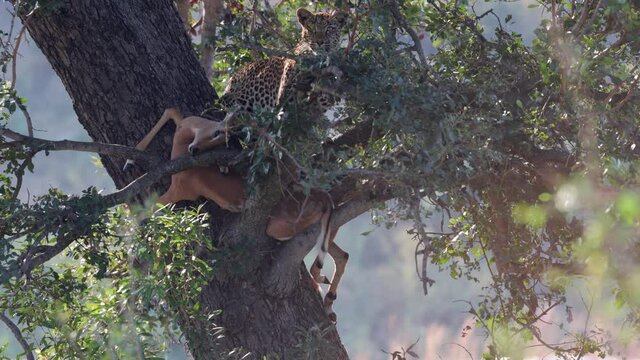 African Leopard with Impala antelope prey in tree looks into camera